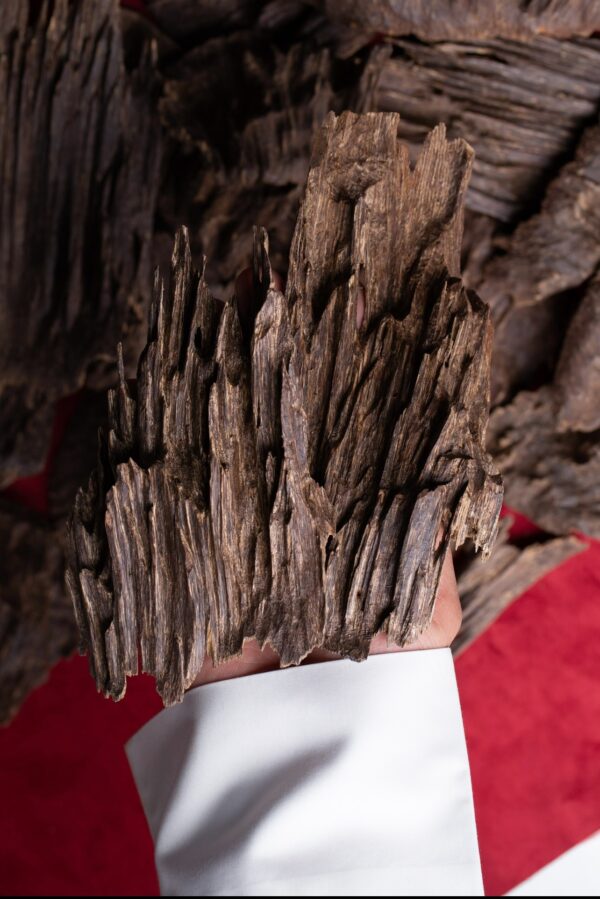 الچار الهندي ( غابات قاروهيلز ) ملكي تربل سوبر AAA