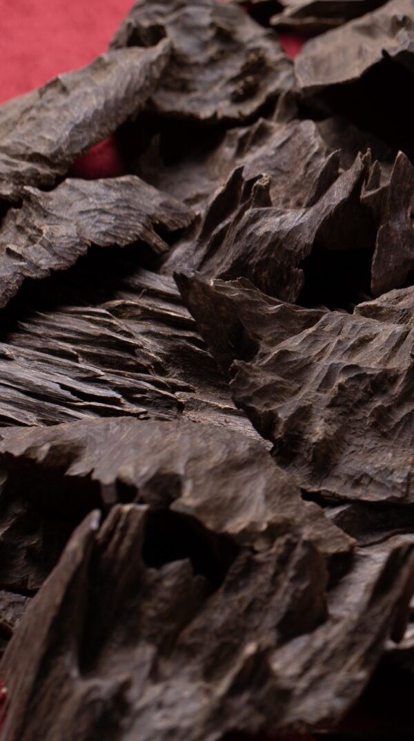 الچار الهندي ( غابات قاروهيلز ) ملكي تربل سوبر AAA