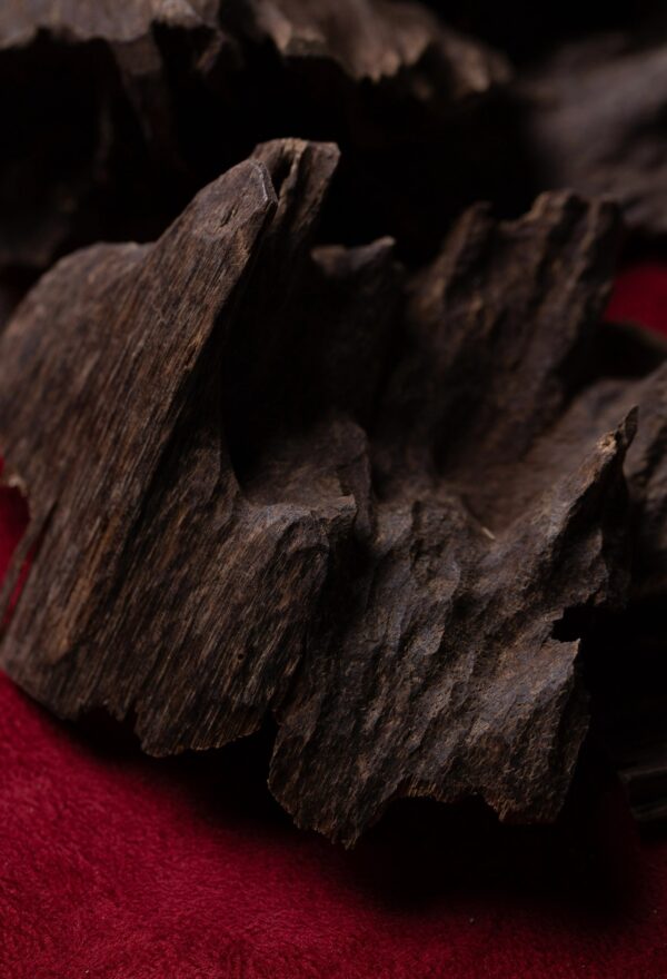 الچار الهندي ( غابات قاروهيلز ) ملكي تربل سوبر AAA