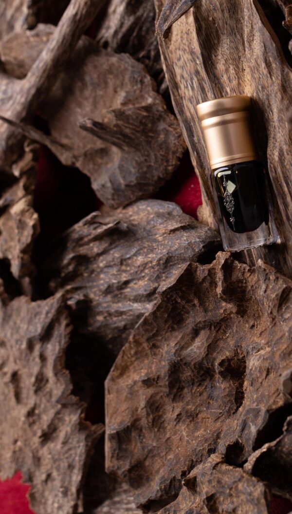 غابات جنوب تايلاند جبلي ( تحف جامبو متنوعة )