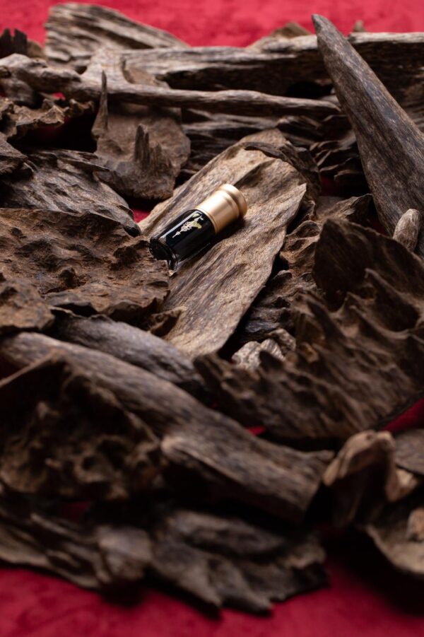 غابات جنوب تايلاند جبلي ( تحف جامبو متنوعة )