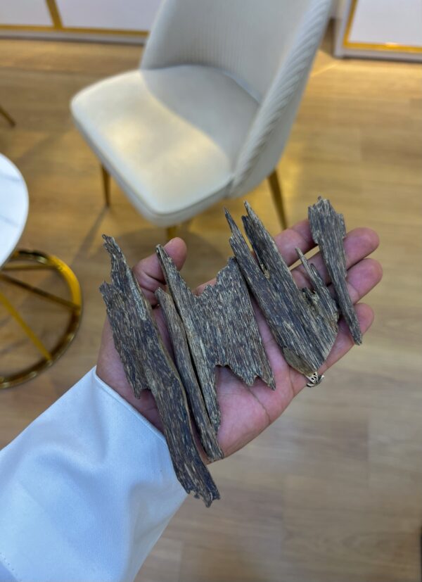 img_3269 العود الماليزي ( غابات بيهانق )