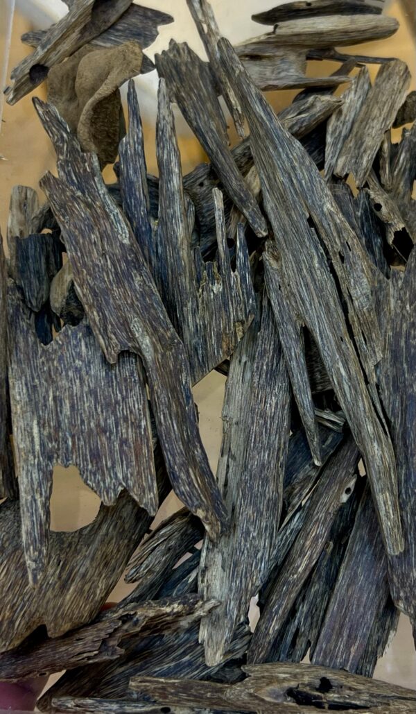 img_3270 العود الماليزي ( غابات بيهانق )