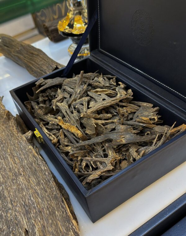 لأول مرة ( موري غابات أنفال VIP )